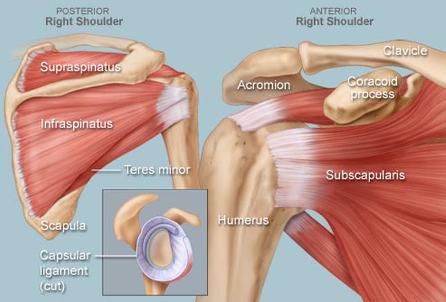 What is the Rotator Cuff, and Why do so Many People Injure it? Physical Therapy Could be Your First Line of Defense. - Wieber PT